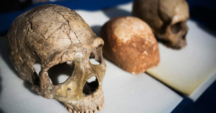 The Paleo Diet
