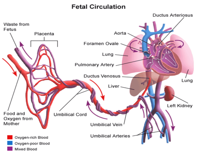 Pregnancy: Fetal circulation