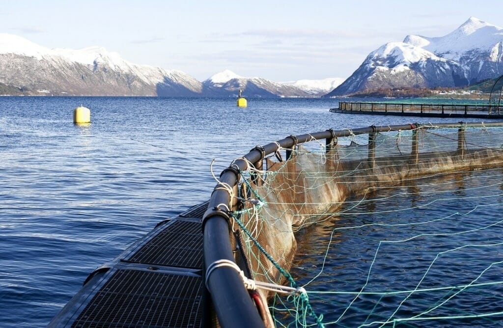 How healthy is farmed salmon and what is ethoxyquin?