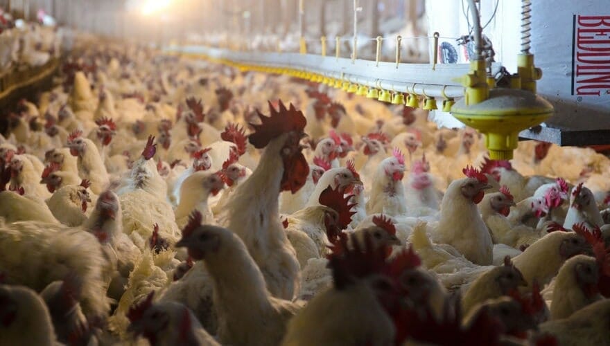 Nutritional value of Pastured eggs vs Regular eggs