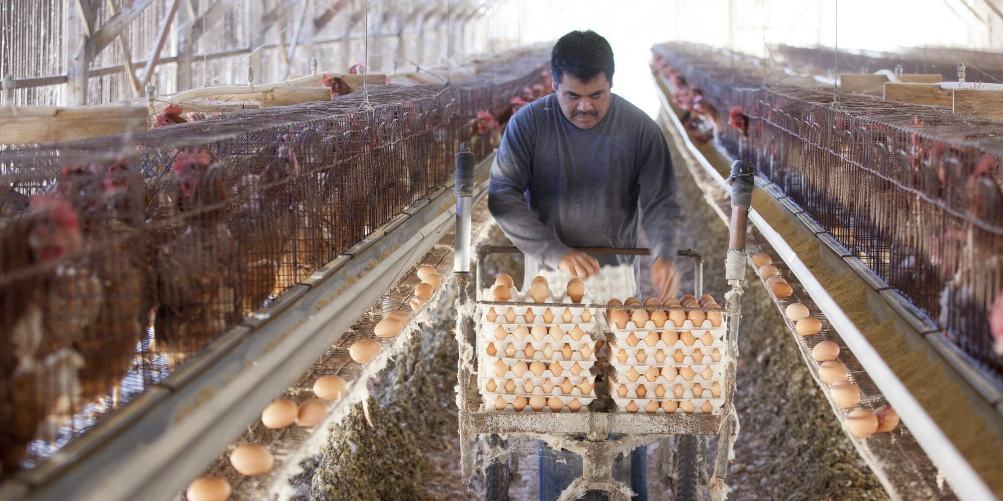 Conventional egg production