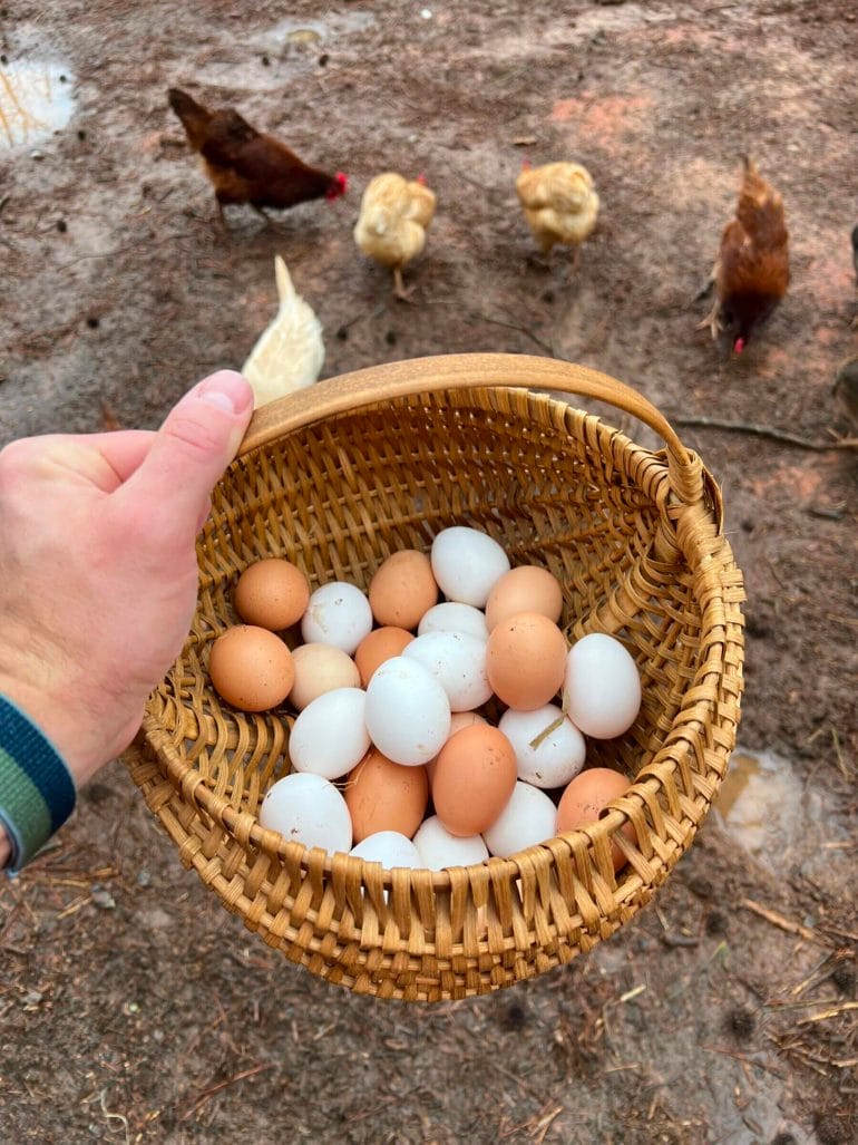 A basket full of eggs