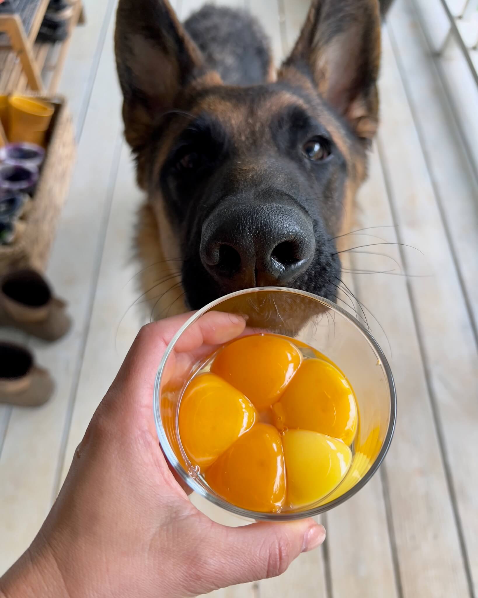 All those yolks came from 100% pasture-raised chickens