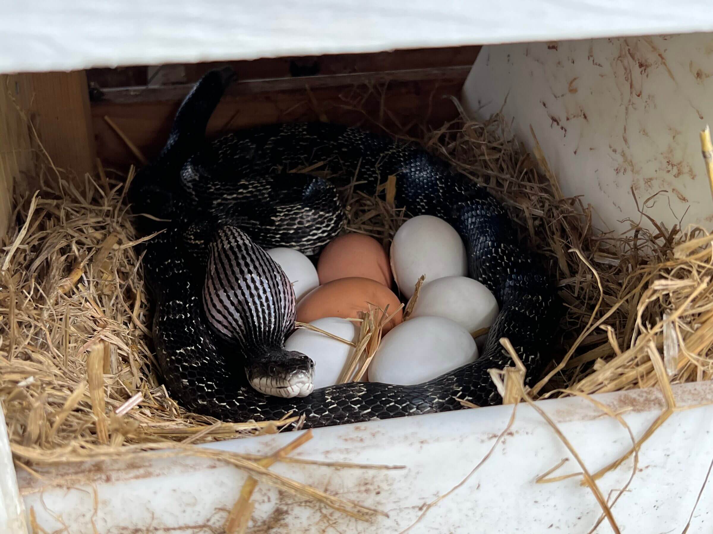 King snake eating some of our eggs