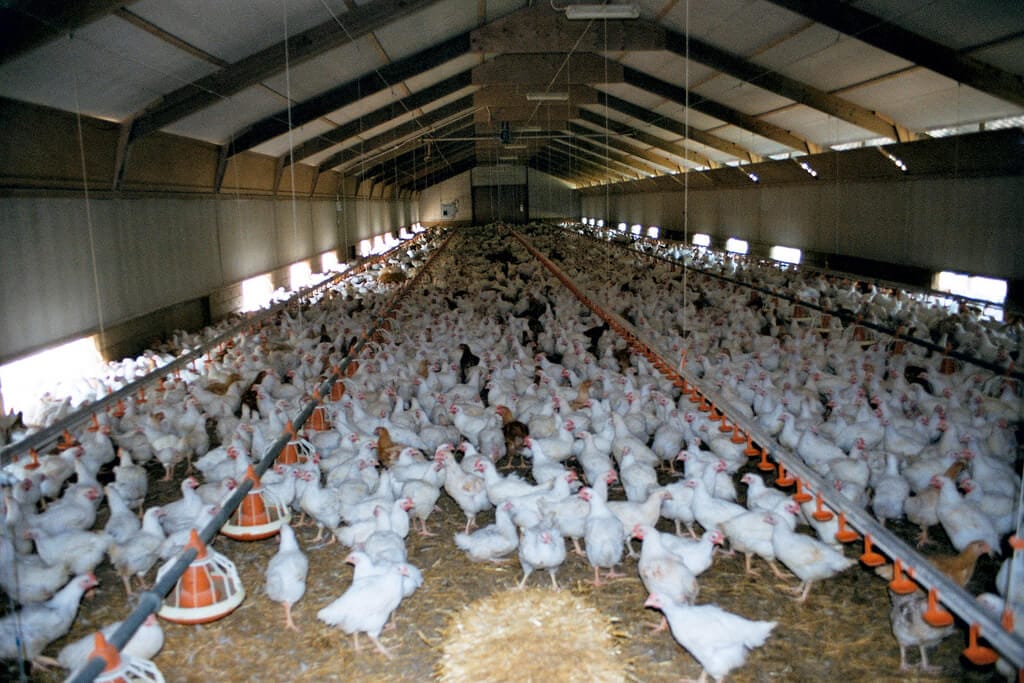 The reality of free range eggs