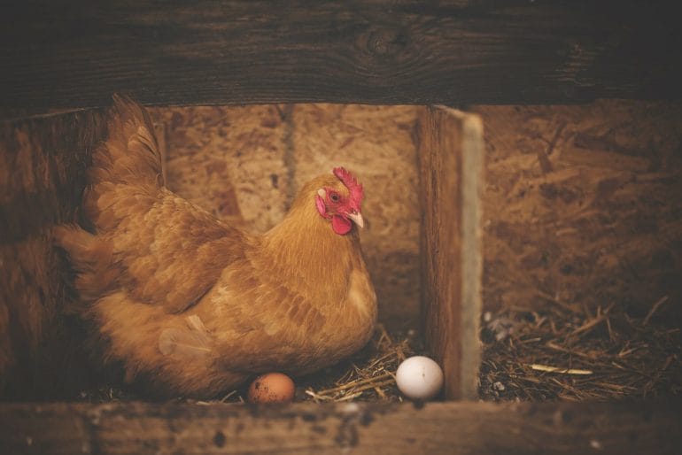 Farm-raised eggs