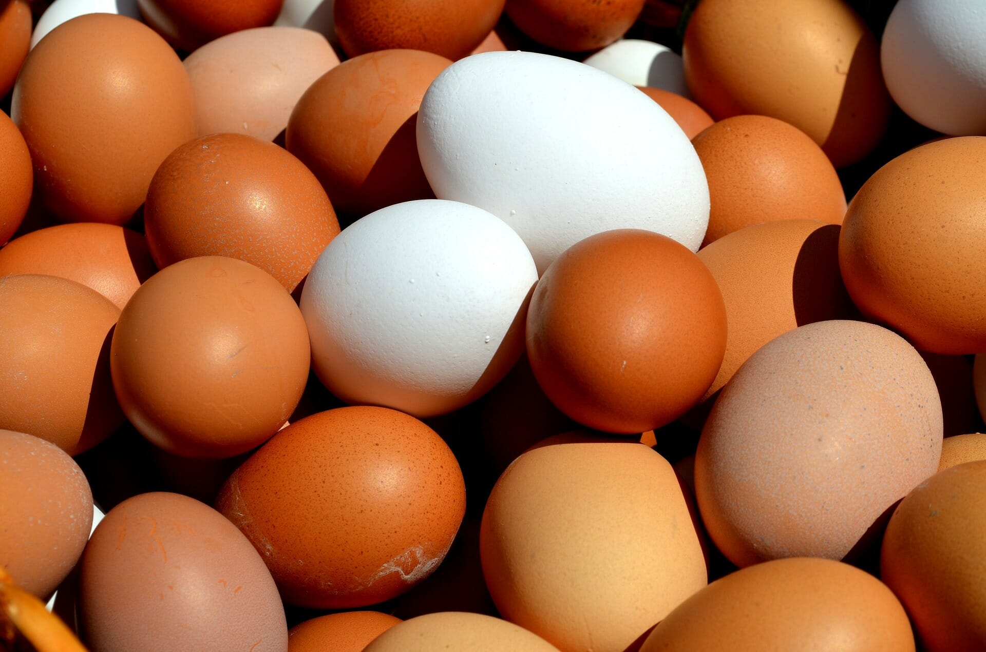 Organic eggs