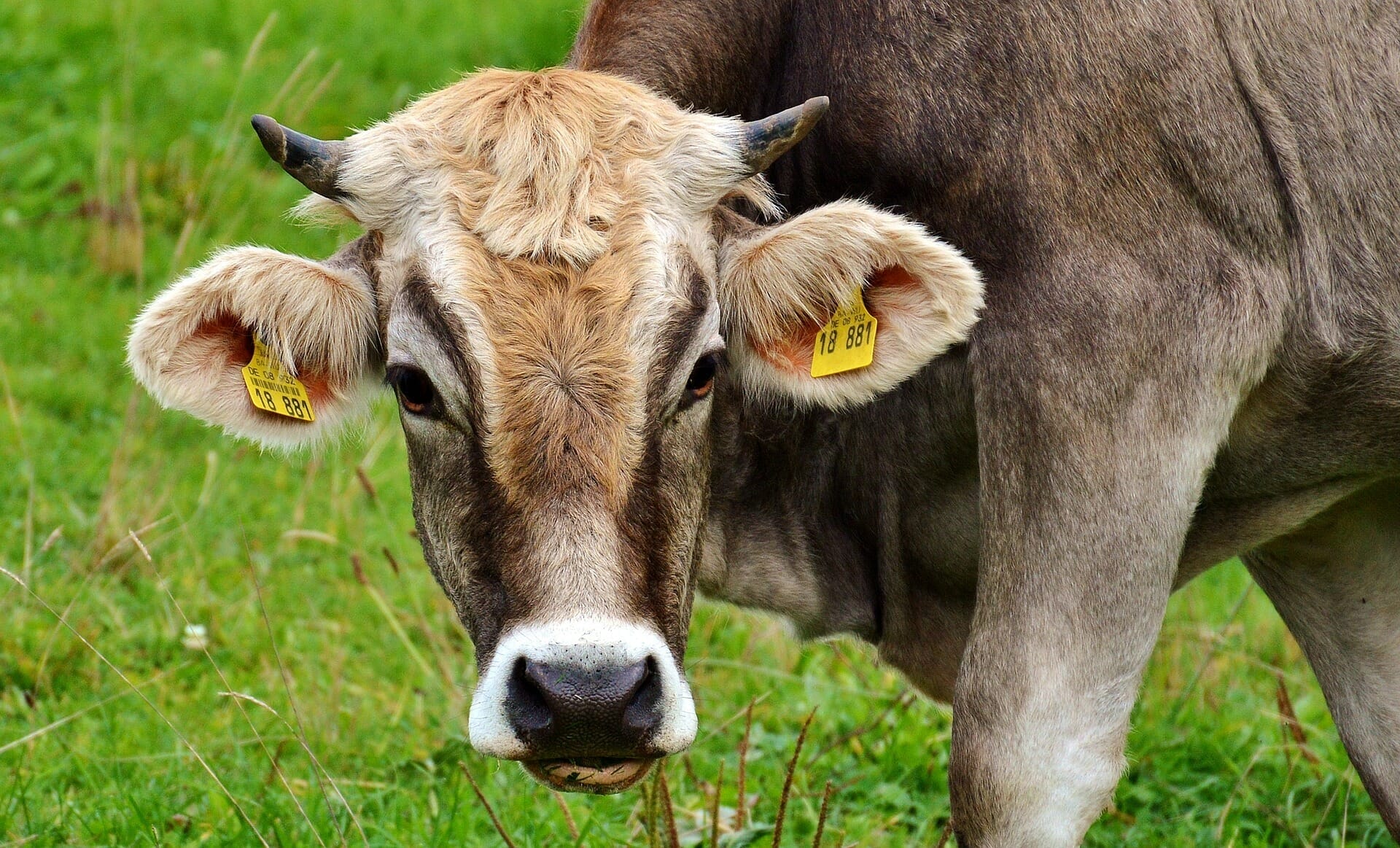 Grass-fed cattle