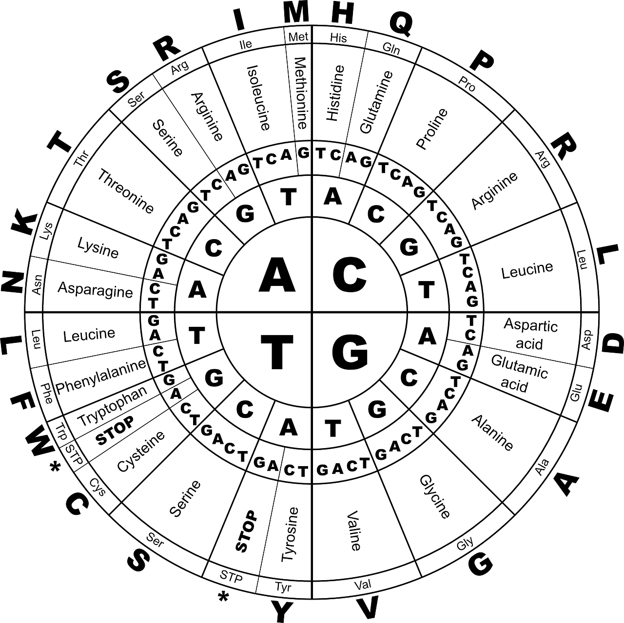 Amino acids graphic
