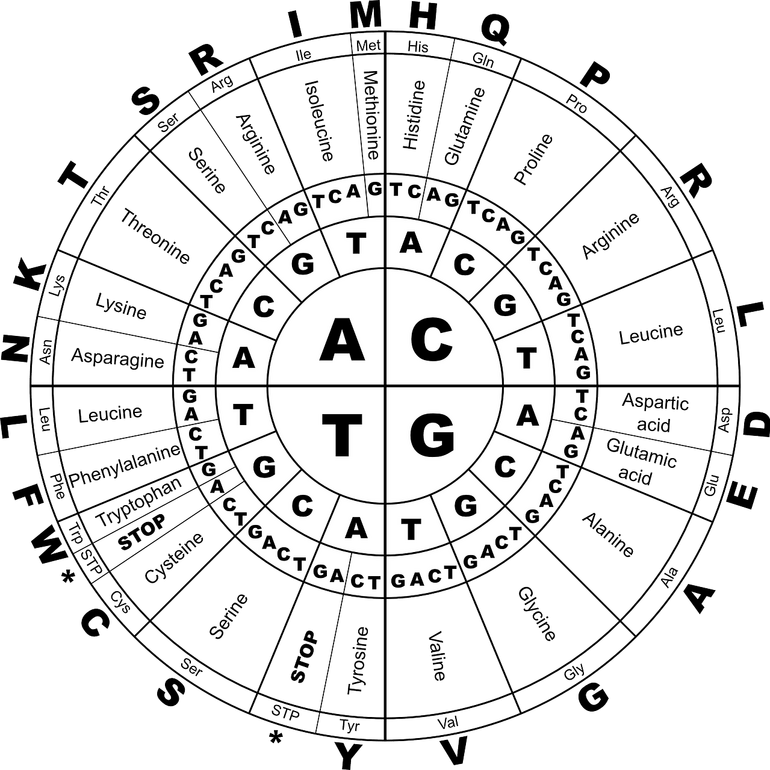 Amino acids graphic