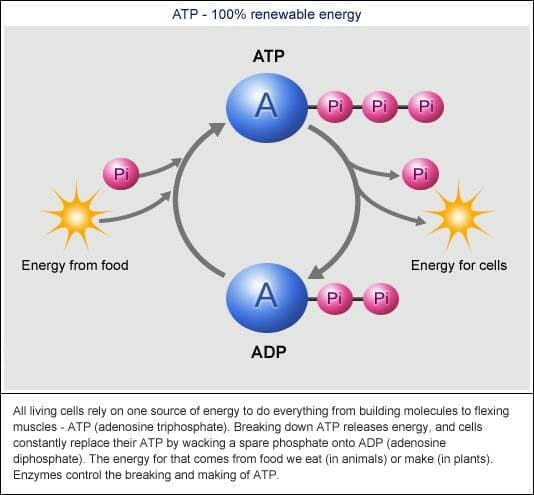 ATP - ADP cycle