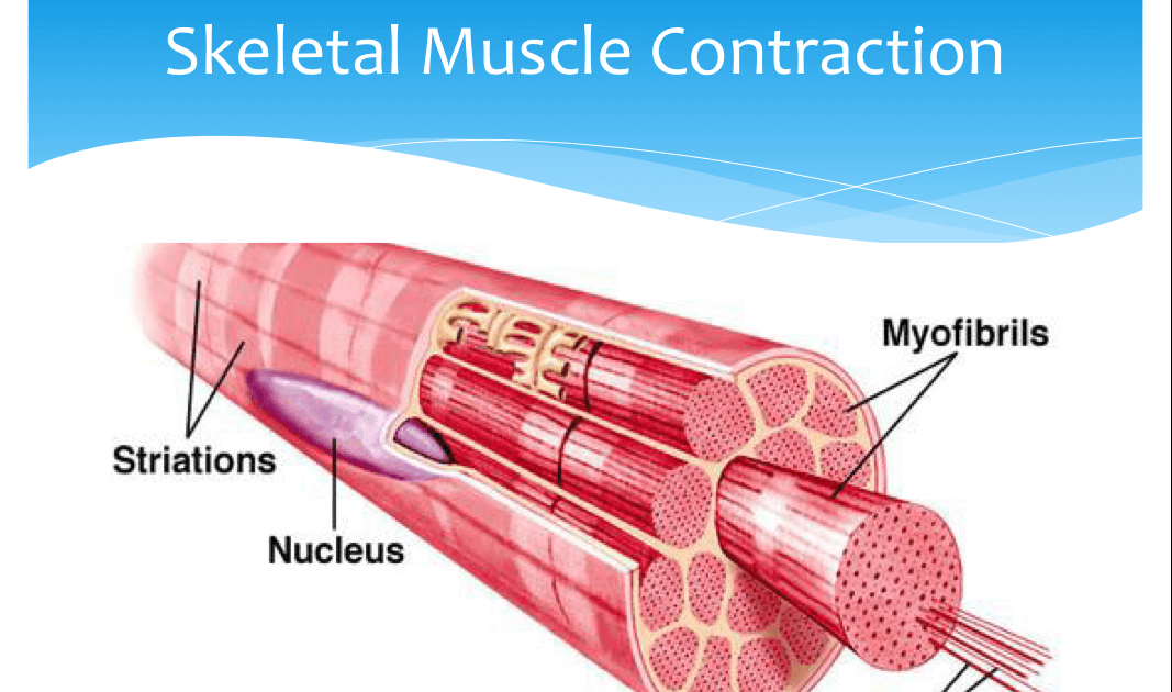 Contracția mușchilor scheletici