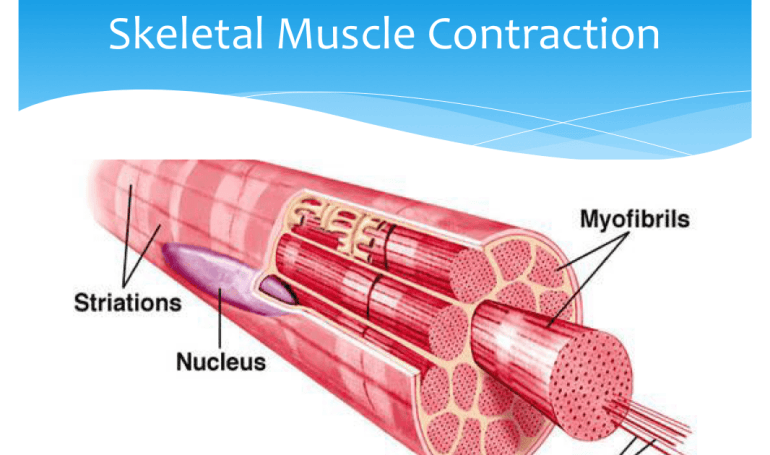 Skeletal Muscle Contraction