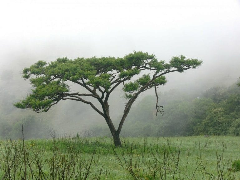 Acacia Tree