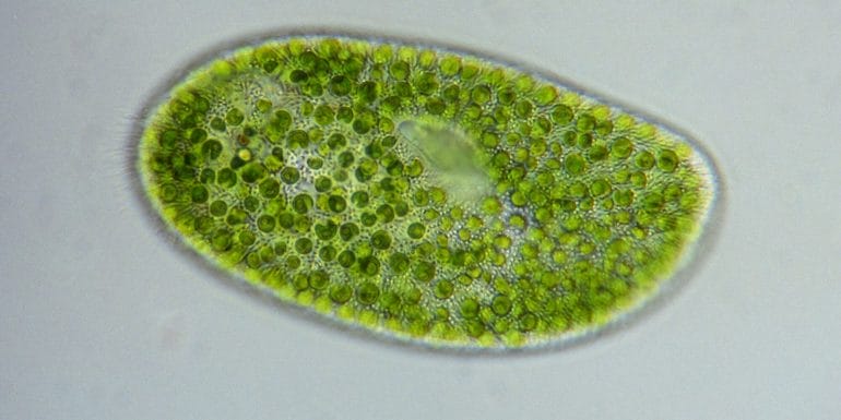 Chlorella Algae