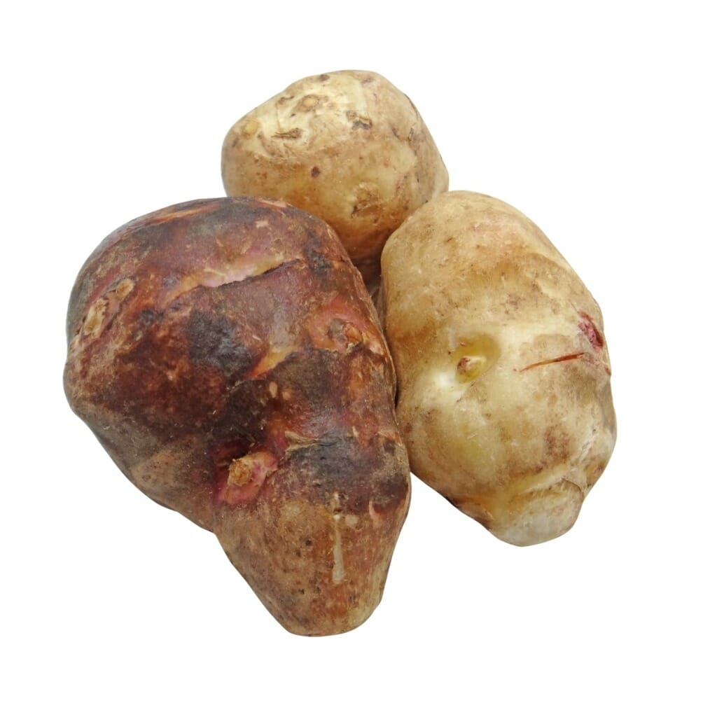 Jerusalem artichoke