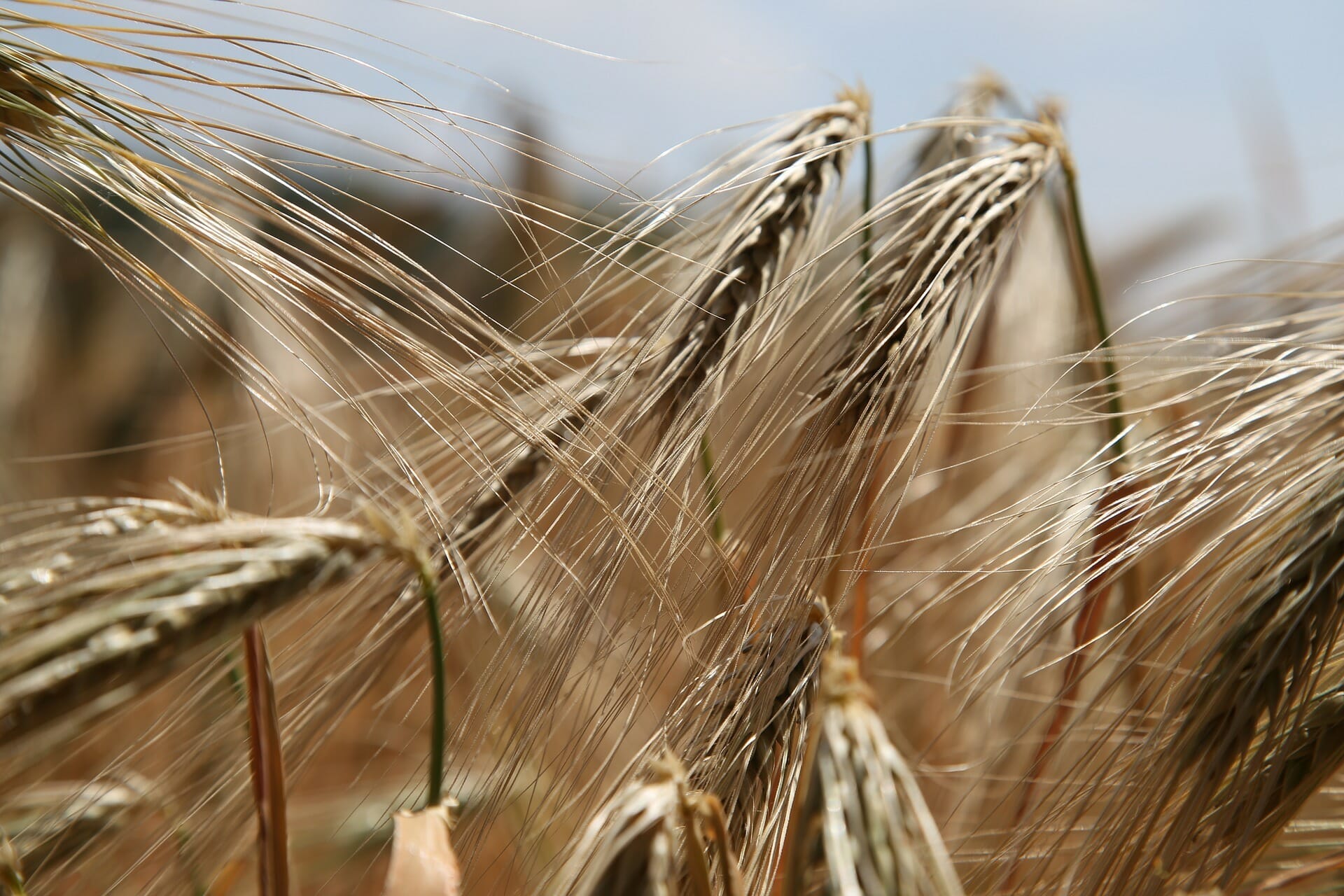 Gluten are a protein found in Wheat and other grains
