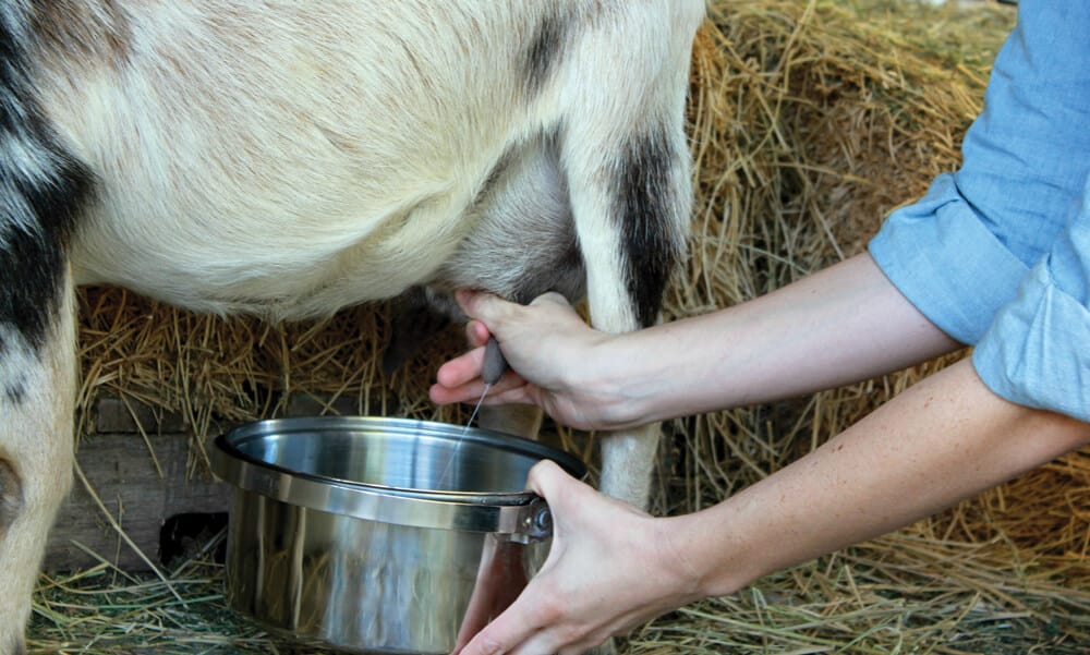 Dairy goat milking