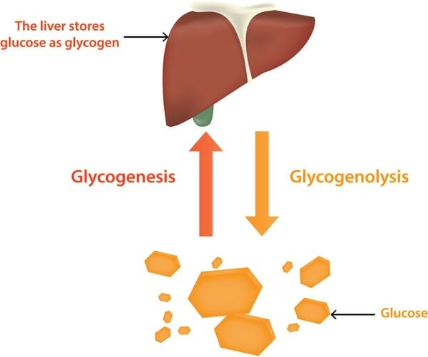 How the body converts glucose into glycogen and vice-versa