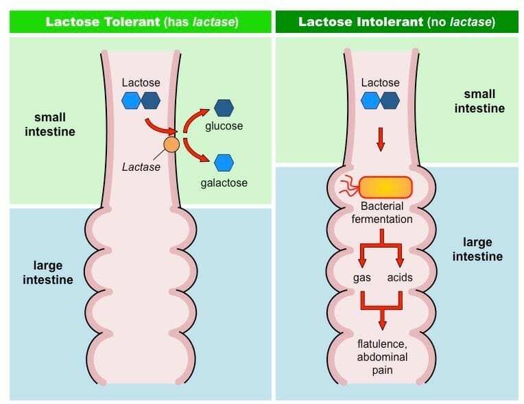 Breakdown of lactose by the enzyme lactase