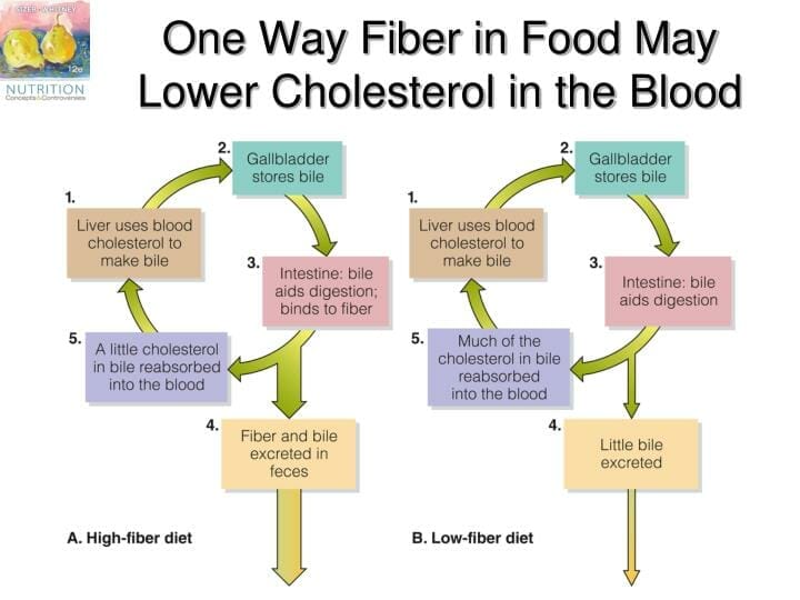 How fiber lowers blood cholesterol