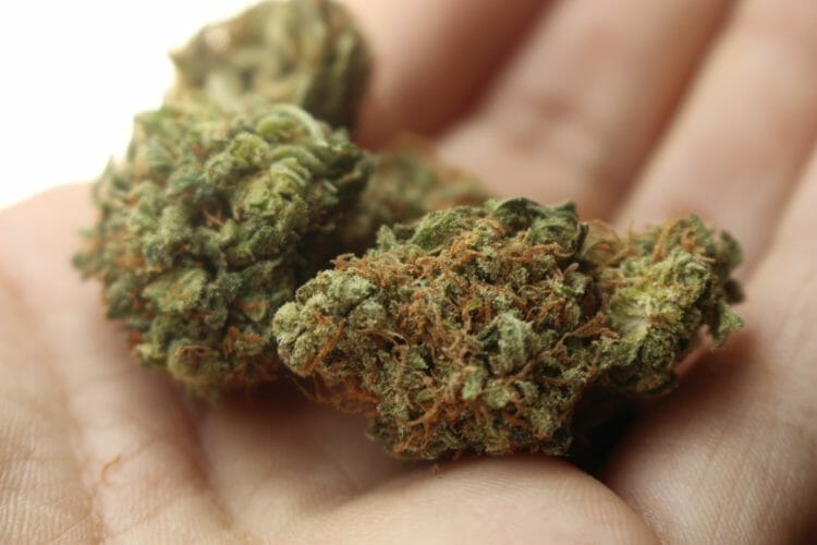 Marijuana or Weed