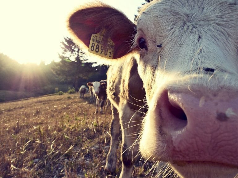 Dairy Cow