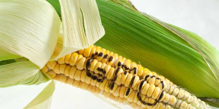 Erythritol is often made from modified corn starch