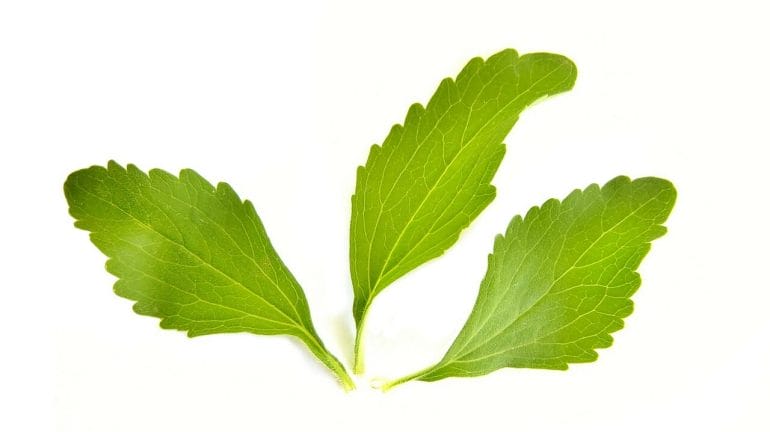 The Stevia plant is native to Brazil and Paraguay