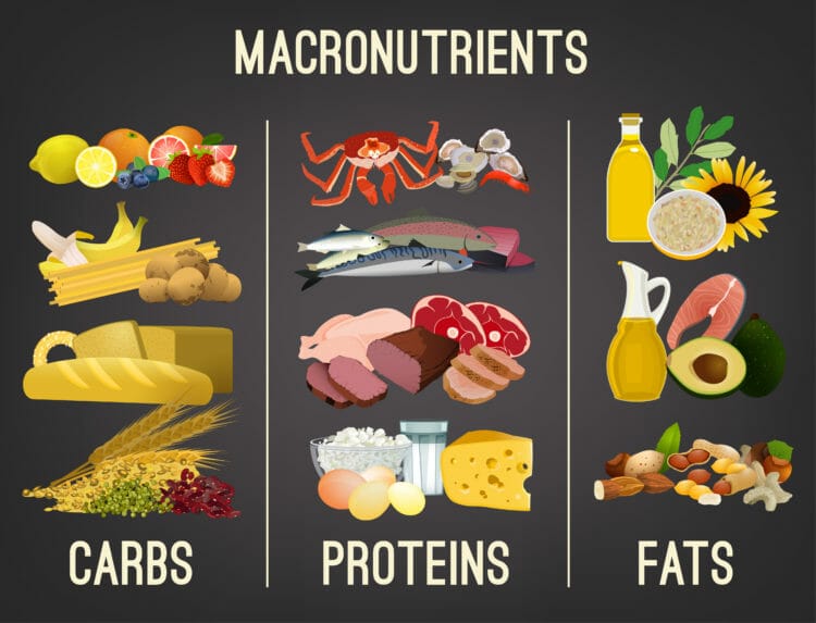 Macronutrients: Carbs, Proteins, Fats