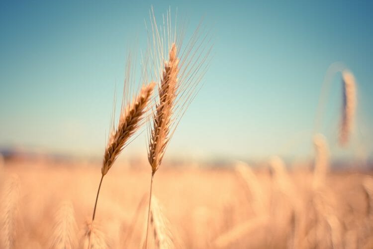 Wheat has inflammatory proteins such as gluten