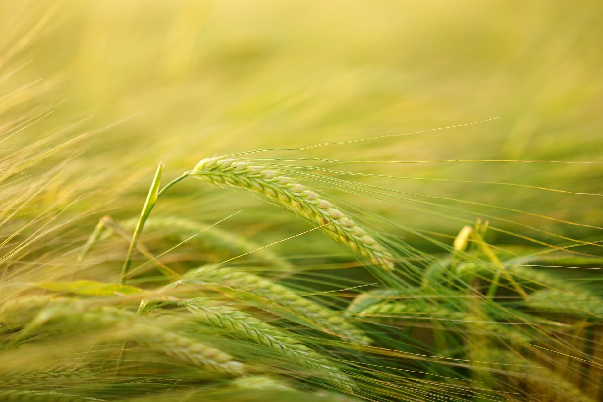 Barley is a source of gluten