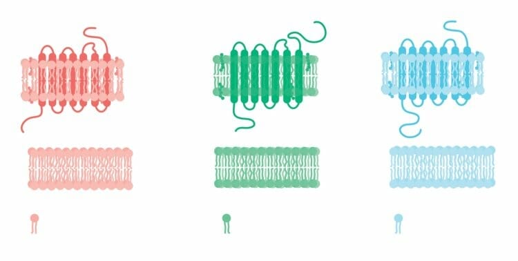 Phospholipids and cell membranes