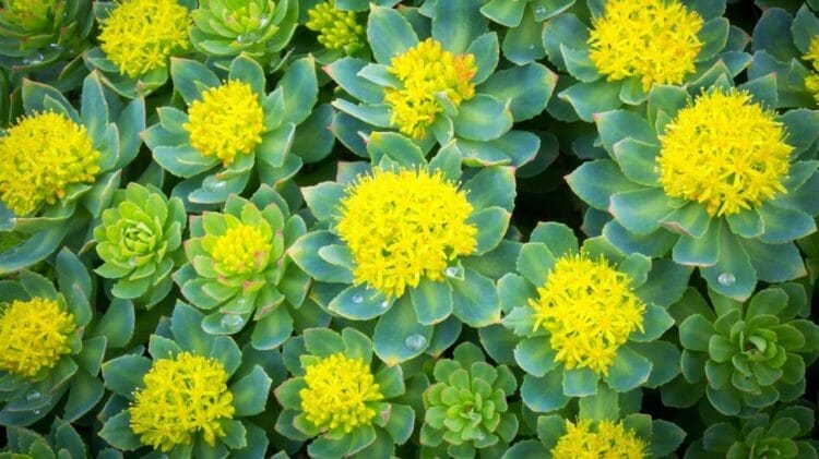 Rhodiola Rosea Plant