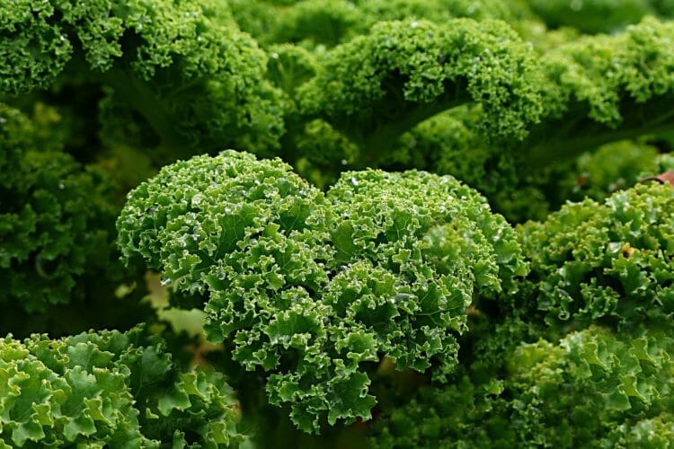 Some leafy-green vegetables have Oxalates