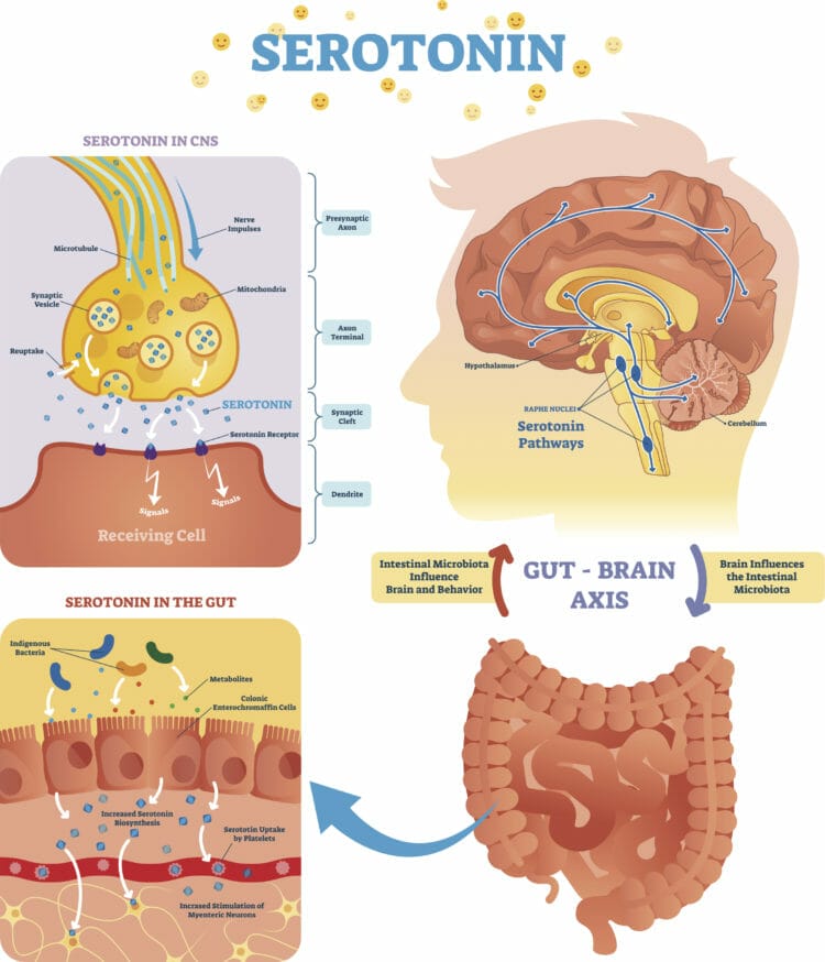 The Gut-Brain Axis Connects your Gut with Your Brain