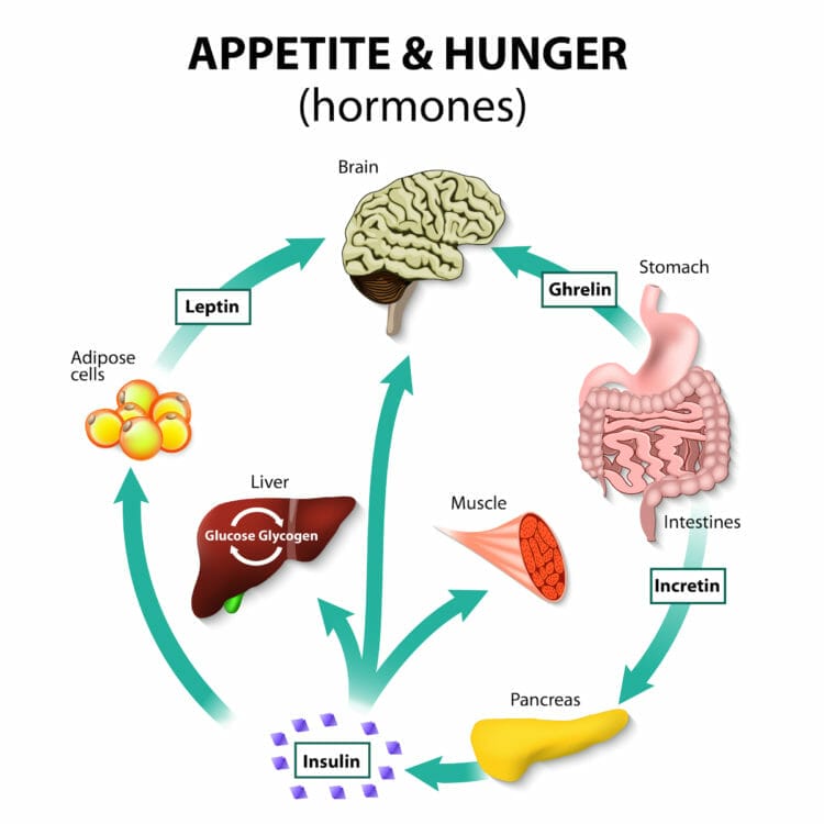 The ketogenic diet can help you control your appetite