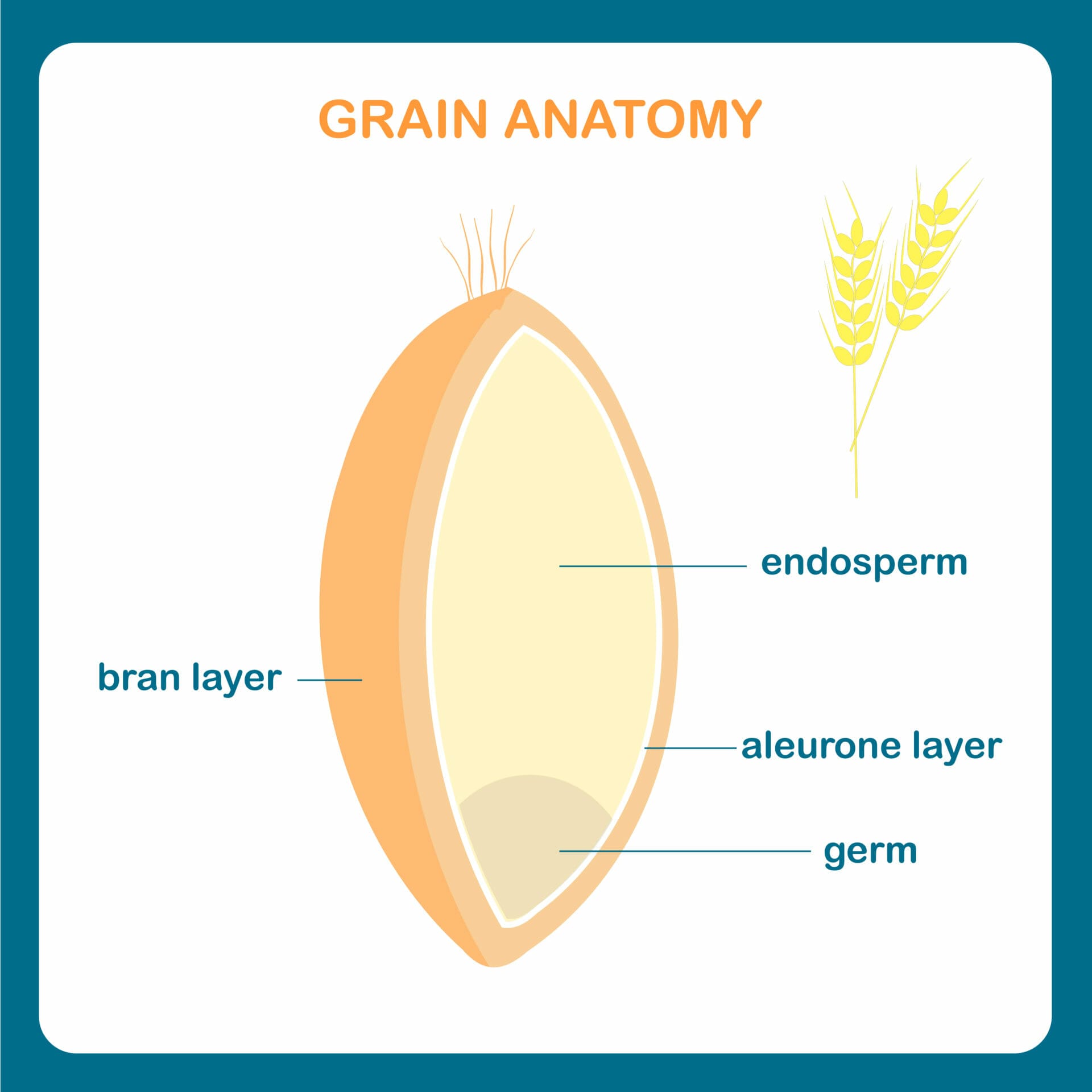 Grain anatomy scheme. Wreath grain, endosperm, bran layer, aleurone layer, germ.