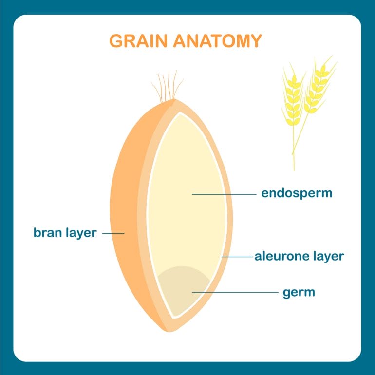 Grain anatomy scheme. Wreath grain, endosperm, bran layer, aleurone layer, germ.