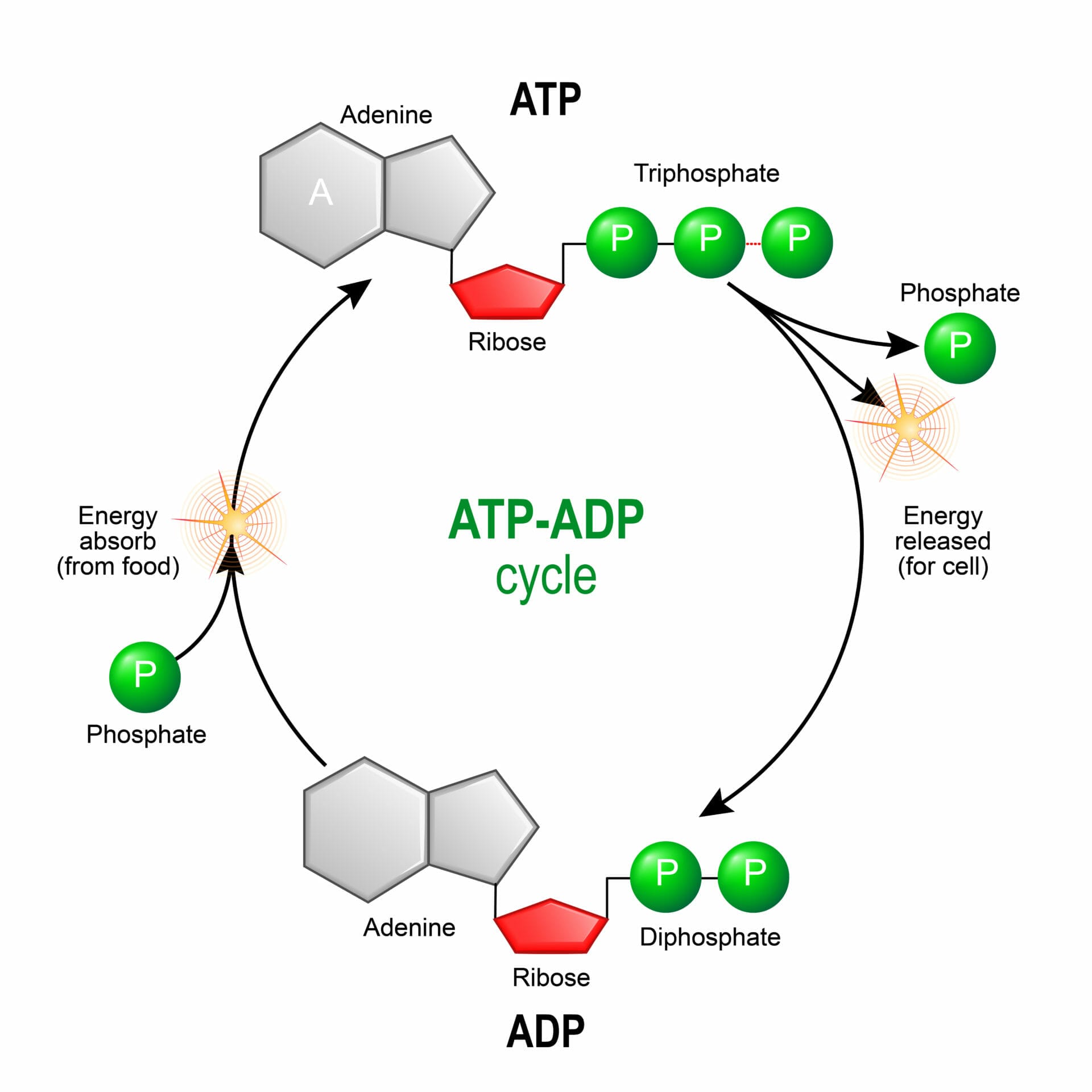 ATP is the energy currency of the body