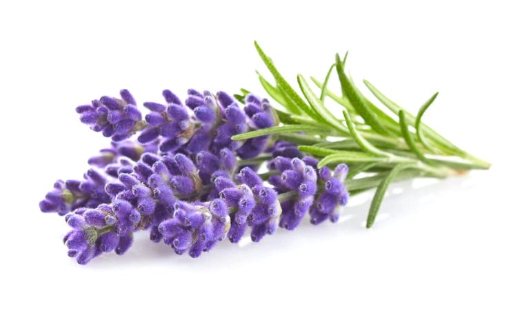 Lavender relaxes and might assist with falling asleep