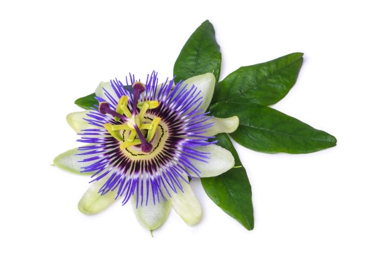 Passion Flower might help improve sleep