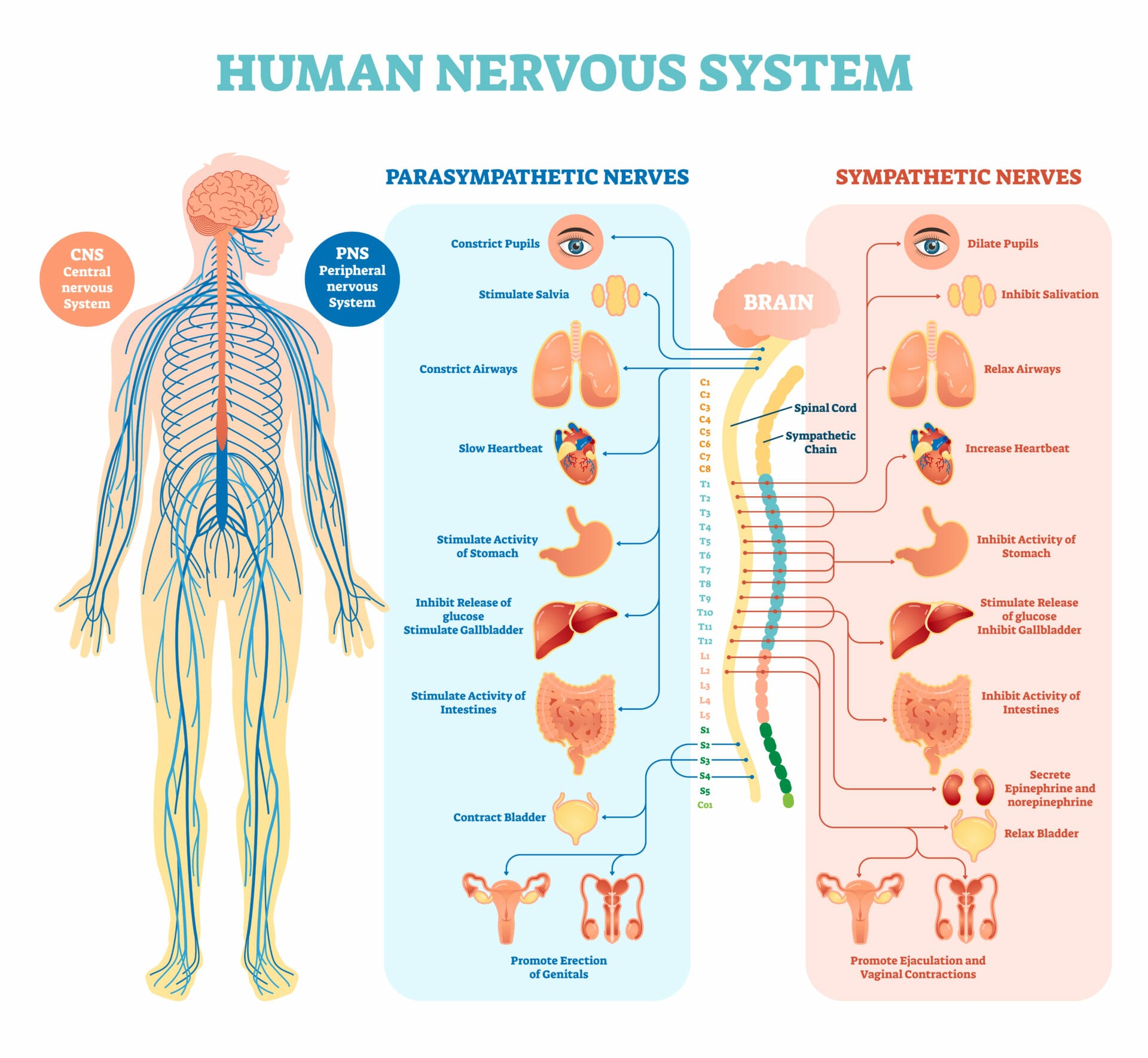 The human nervous system