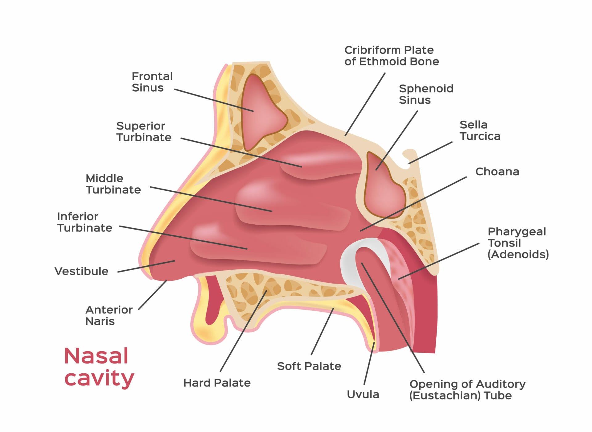 Nasal cavity anatomy