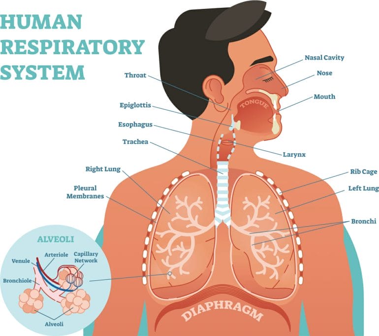 Illustration of the human respiratory system