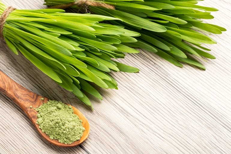 Barley grass looks very similar to wheat grass