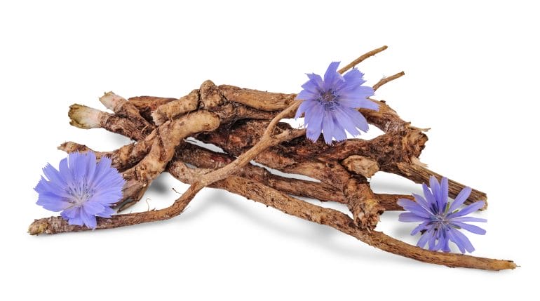 Dry roots of chicory and three cichorium flowers