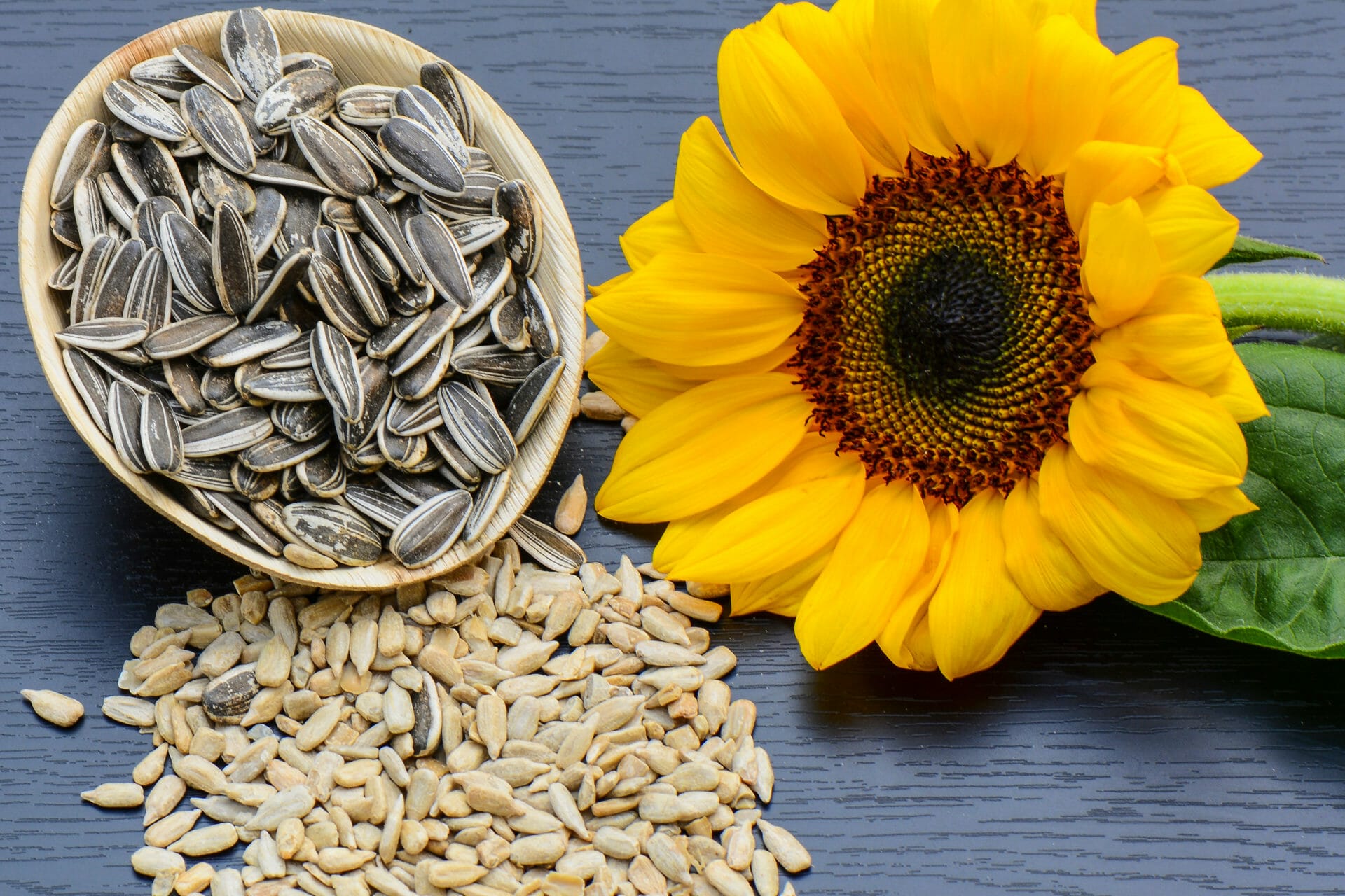 Sunflower protein powder is derived from sunflower seeds.