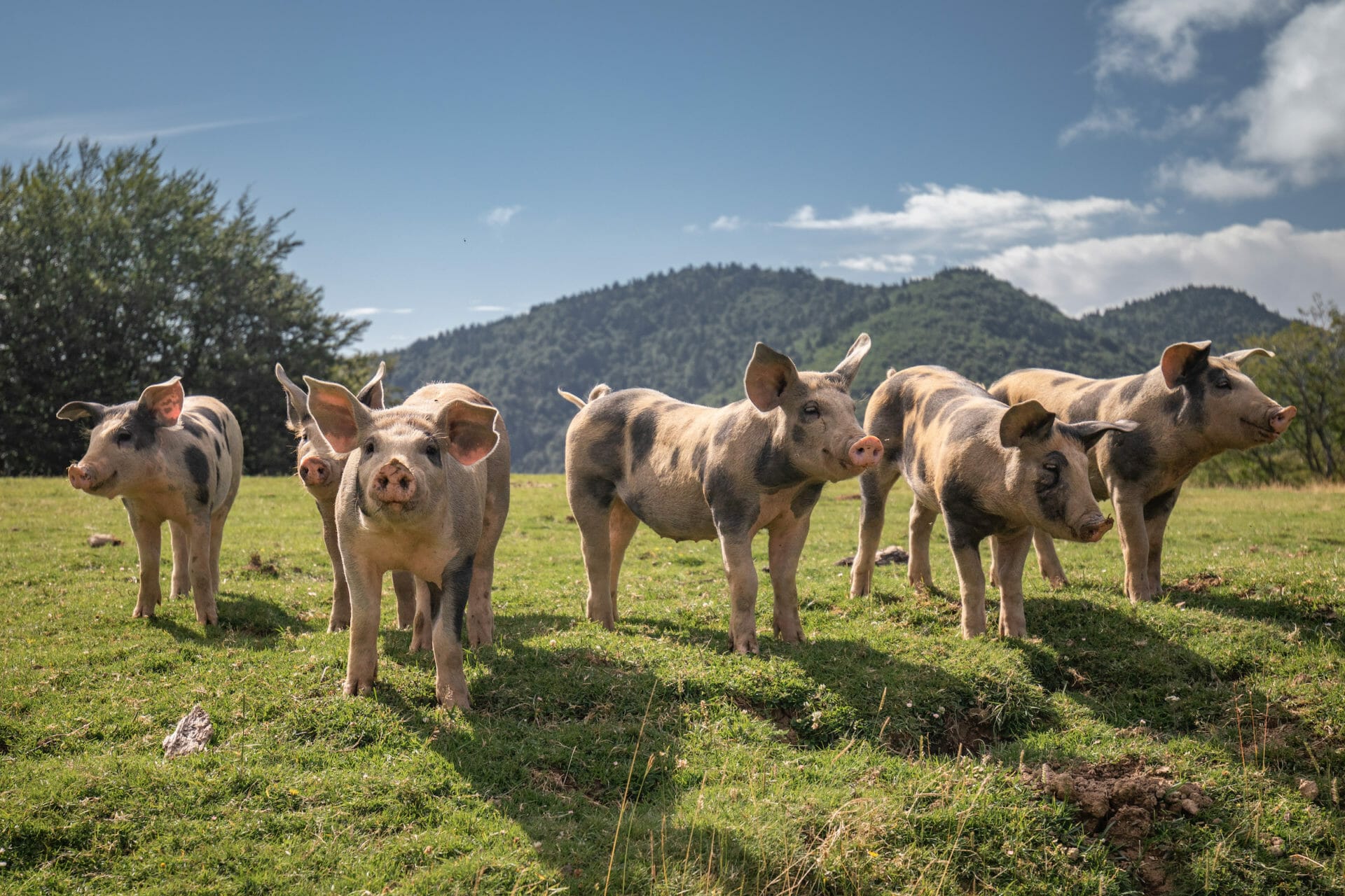 Pastured pigs