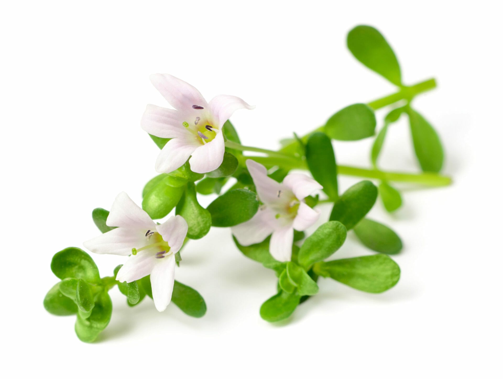 Bacopa leaf